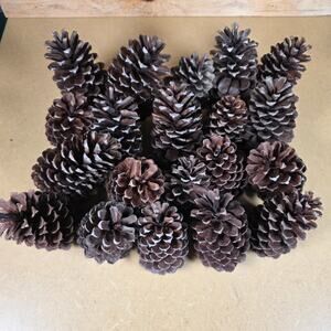 Lot of 20 Longleaf Pinecones for Crafting Home Decor 5.5"- 4" Long Dried